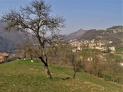Sentieri fioriti sopra casa ad anello-Zogno-28mar22 - FOTOGALLERY